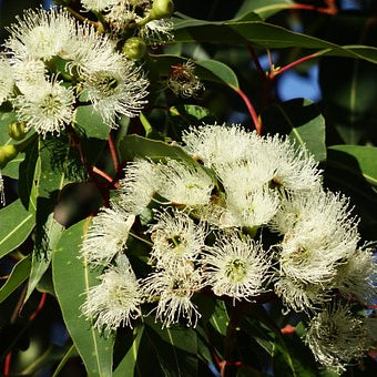 Eucalyptus | Premium Natural Essential Oils | Aromatherapy in NZ