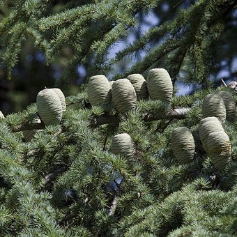 Cedarwood | Premium Natural Essential Oils | Aromatherapy in NZ