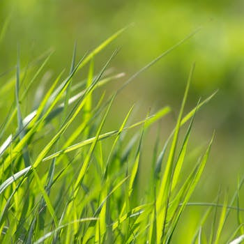 Citronella | Premium Natural Essential Oils | Aromatherapy in NZ