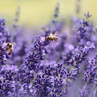 Lavender | Premium Natural Essential Oils | Aromatherapy in NZ