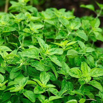 Oregano | Premium Natural Essential Oils | Aromatherapy in NZ