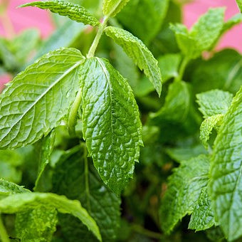 Best 100% Pure Premium Essential Oils | Spearmint in NZ