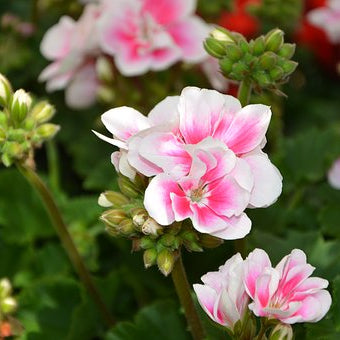 Best 100% Pure Premium Essential Oil | Natural | Rose Geranium in NZ