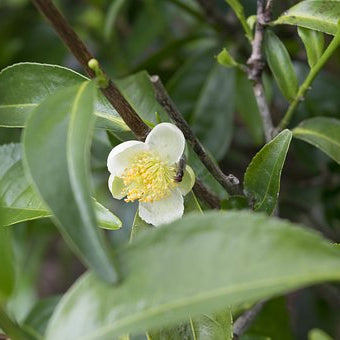Best 100% Pure Premium Tea Tree Essential Oils | Aromatherapy NZ