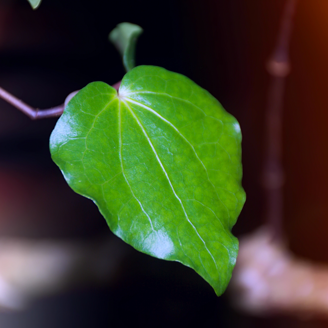 Kawakawa: Skin Benefits, Uses, and Natural Healing Power