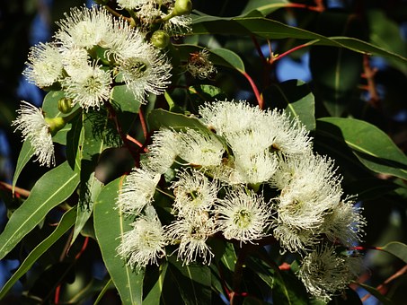 Eucalyptus | Premium Natural Essential Oils | Aromatherapy in NZ