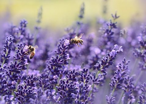 Lavender | Premium Natural Essential Oils | Aromatherapy in NZ