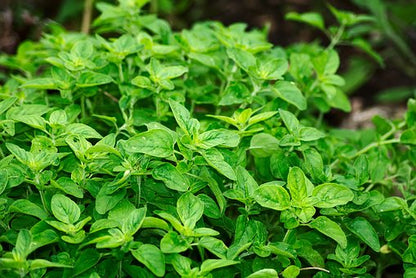 Oregano | Premium Natural Essential Oils | Aromatherapy in NZ