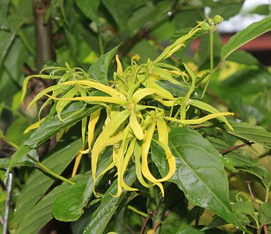 Ylang Ylang | Premium Natural Essential Oils | Aromatherapy in NZ